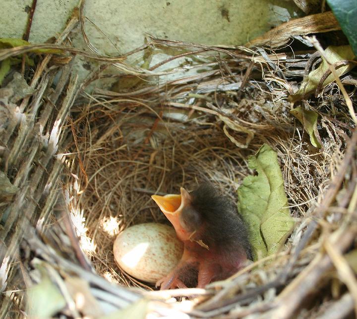 Janfrederik pas uit die eier gekom.jpg